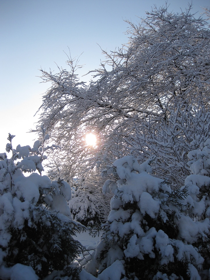 Frozen snowy tree