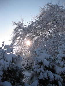 Frozen snowy tree photo