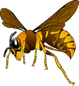 Insect Honey Bee Invertebrate Yellow