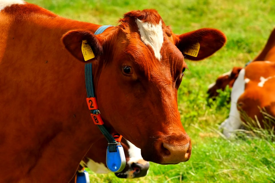 Cattle Like Mammal Dairy Cow Grazing Grass