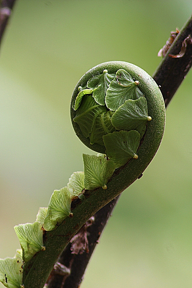 Curly curling green
