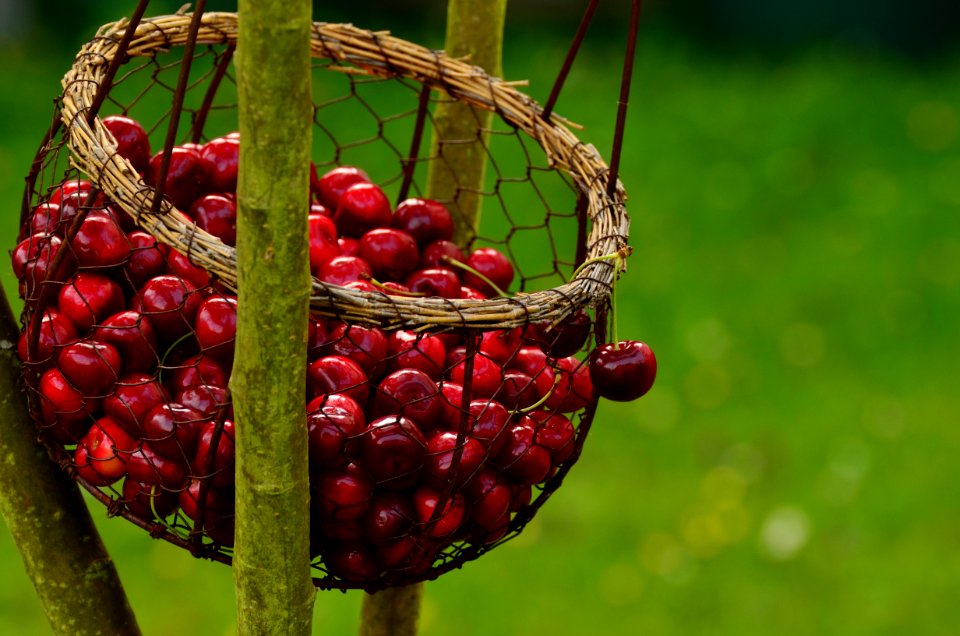Berry Fruit Plant Schisandra