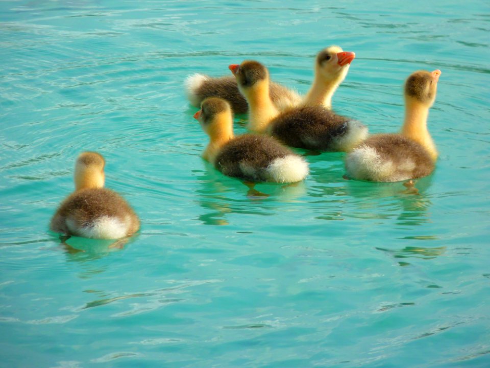 Bird Fauna Duck Water Bird