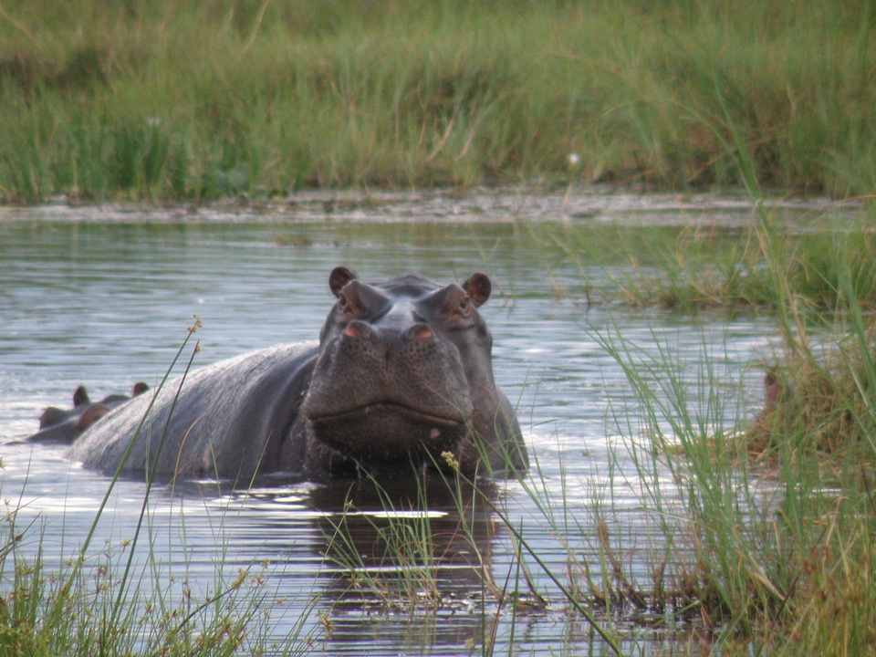 Mammal wildlife dangerous