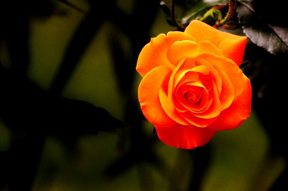 Flower Rose Family Rose Yellow