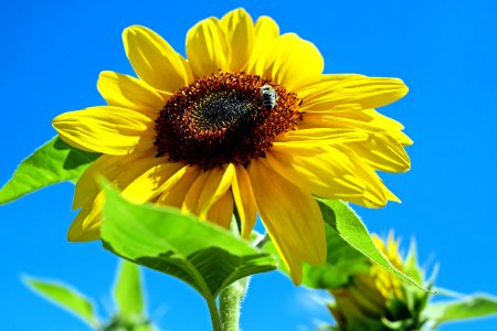 Flower Sunflower Sunflower Seed Daisy Family
