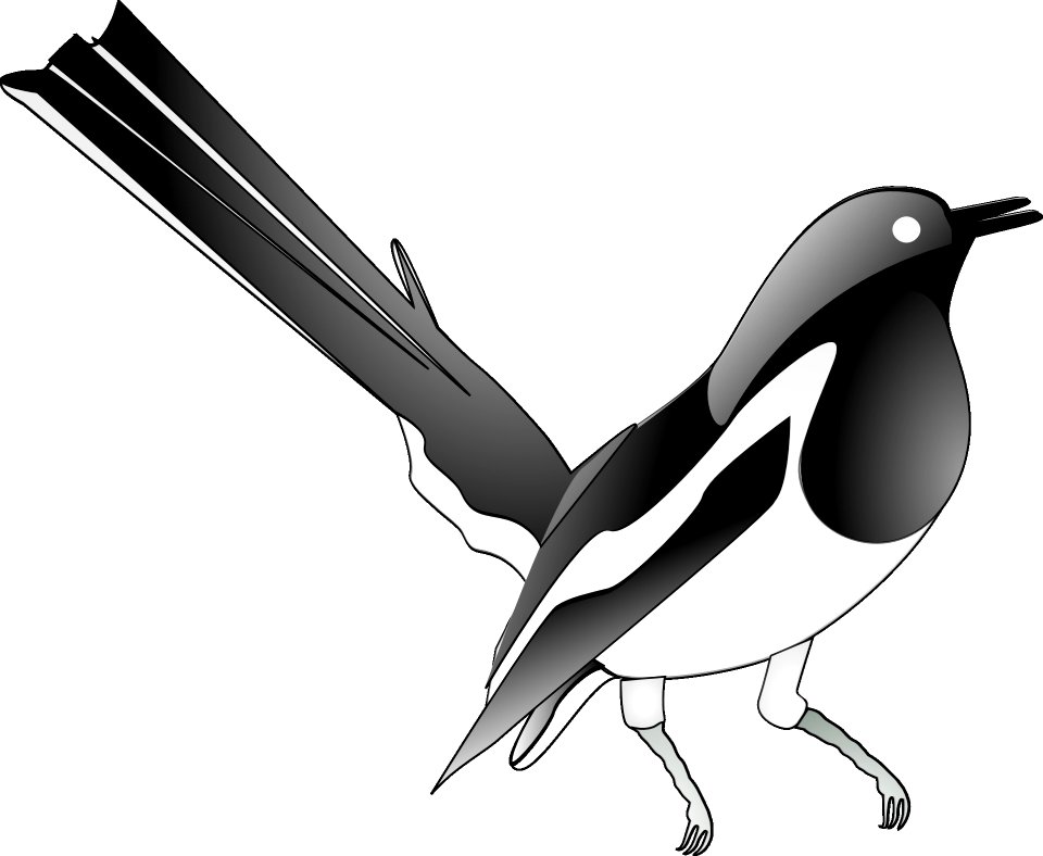 Bird Beak Black And White Vertebrate
