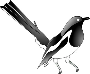 Bird Beak Black And White Vertebrate