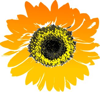 Flower Sunflower Flowering Plant Yellow