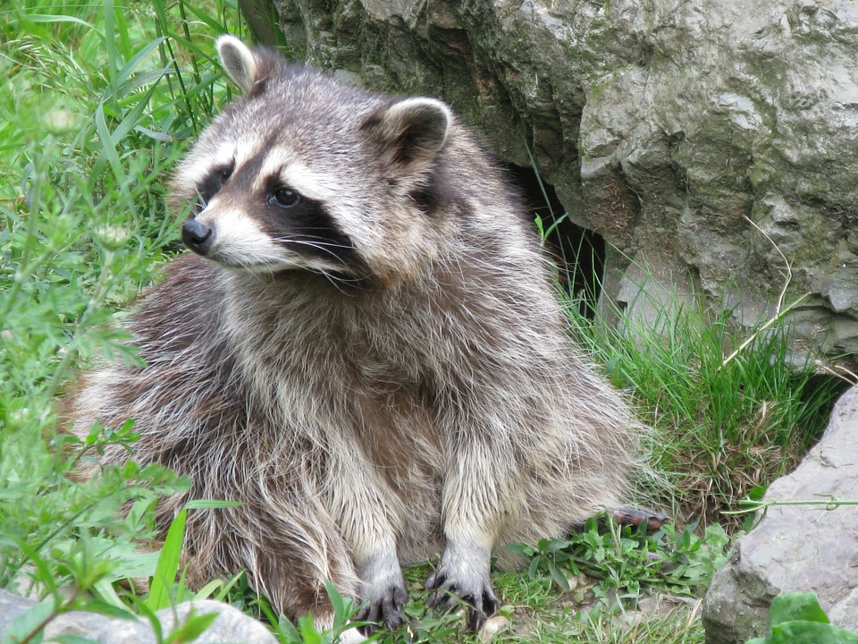 North america animal fur