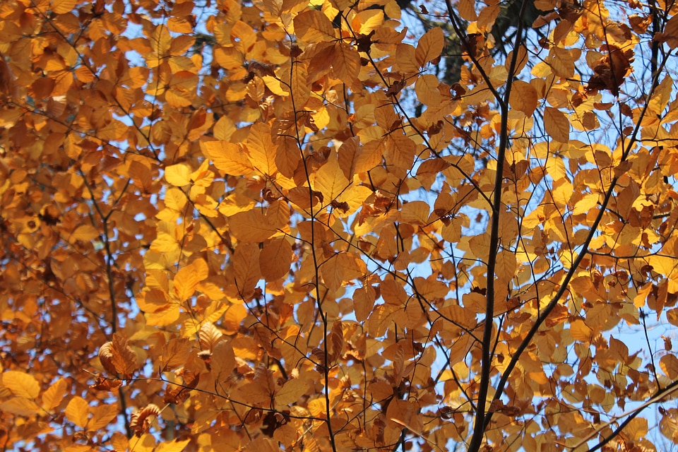 Leaves fall color fall foliage