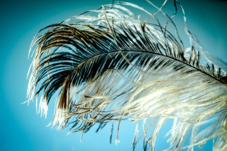 Feather Close Up Water Organism photo