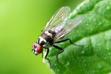 Black And Red Flying Insect Perched On Green Leaf photo