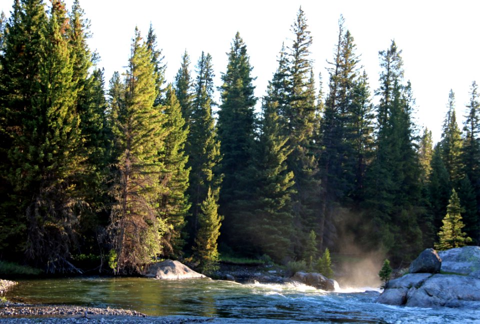 Evergreen Forest On River Bank