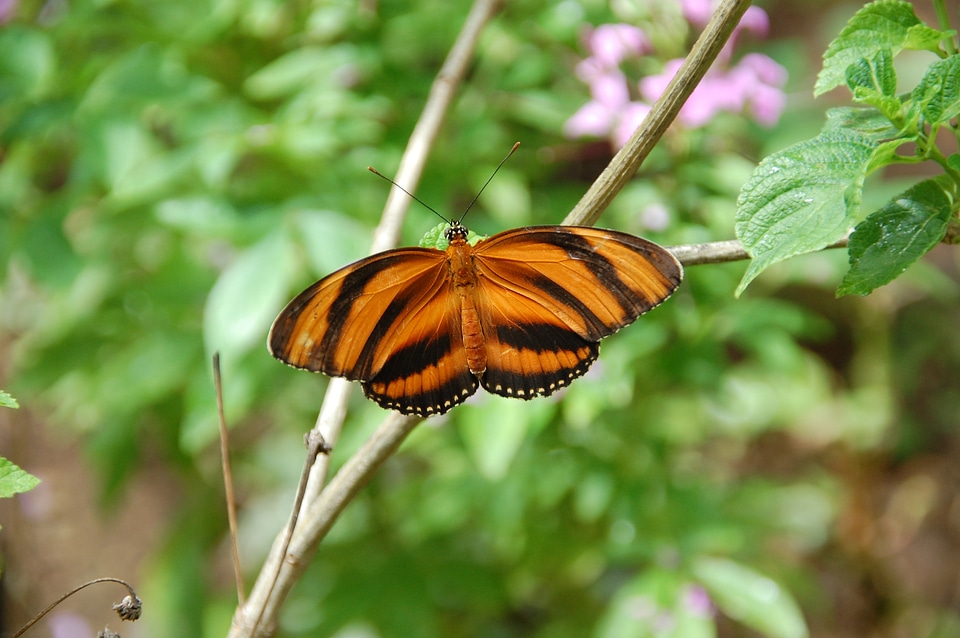 Butterfly dryadula creagrus animal