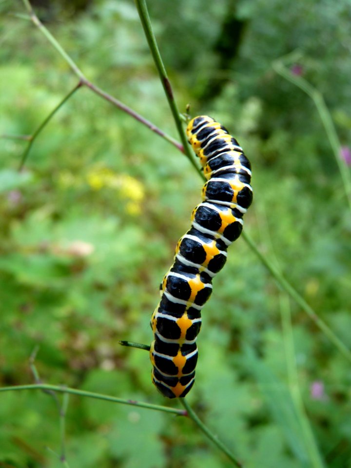 Black White And Yellow Caterpillar On The Stem
