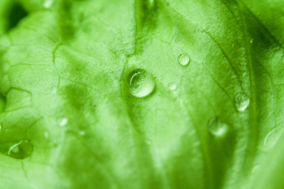 Green Leaf With Water Dew Focus Photography