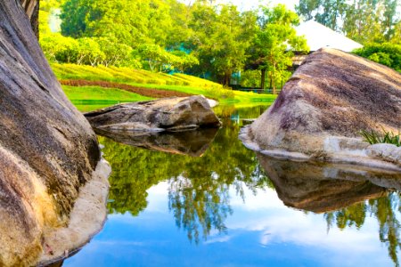 Trees Reflecting On Lake In Park