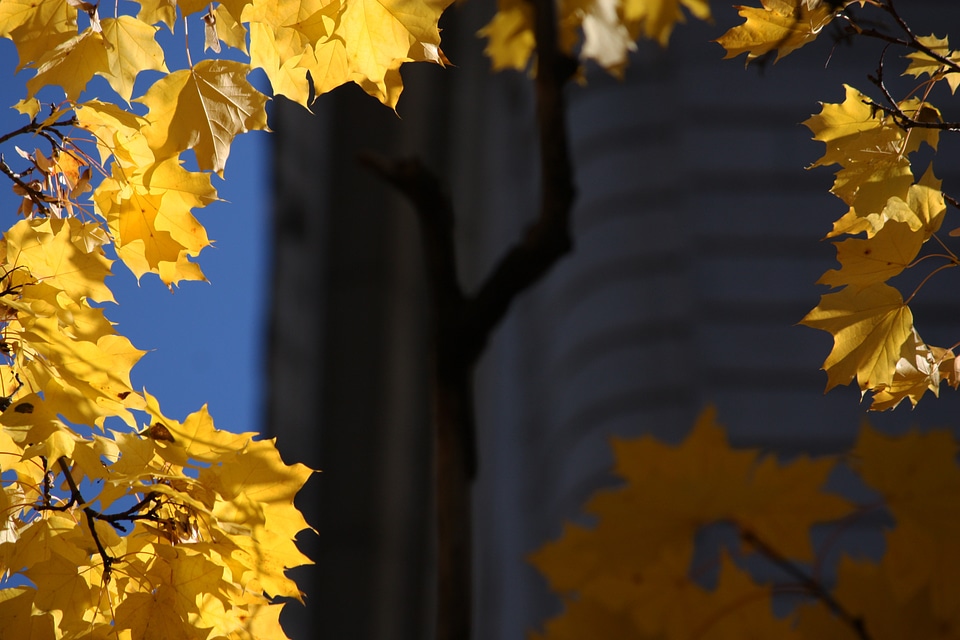 Autumn fall season