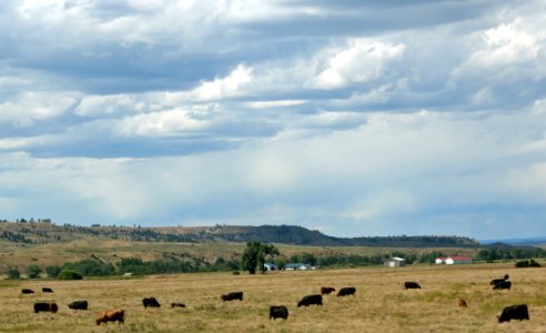 Cattle In Field