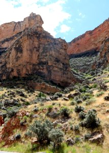 Scrub Brush By Rocky Crag