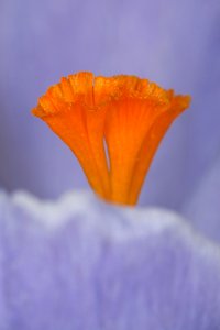 Flower Orange Wildflower Close Up