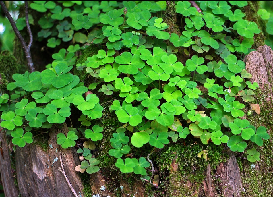 Plant green forest