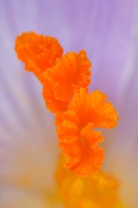Flower Orange Wildflower Close Up photo