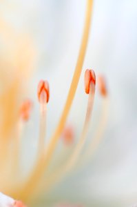 Orange Flower Macro Photography Close Up