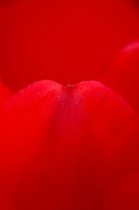 Red Macro Photography Petal Close Up