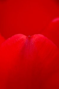 Red Macro Photography Petal Close Up photo