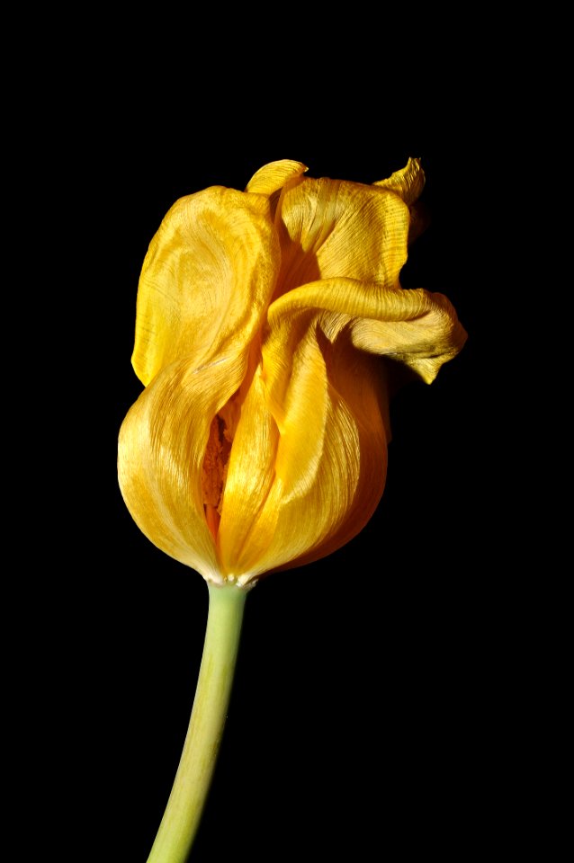 Flower Yellow Flora Plant