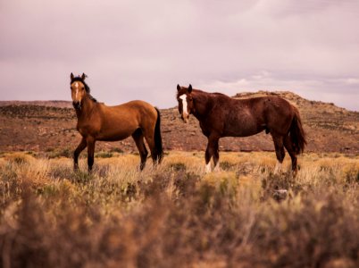 Horses In Country Field photo