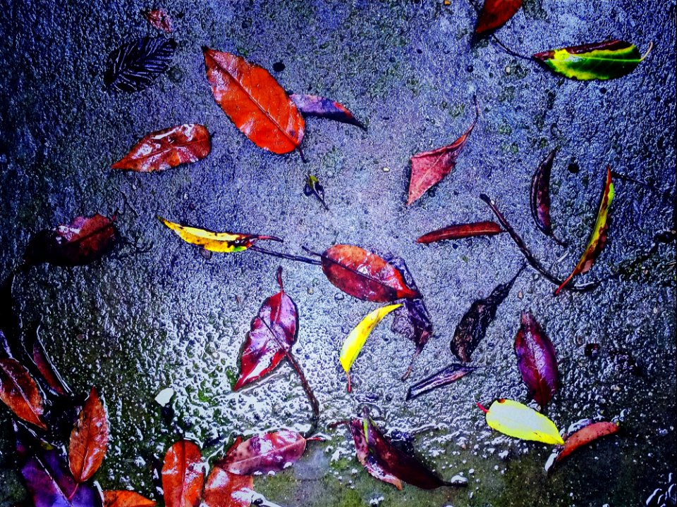 Wet Leaves Fall Autumn