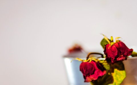 Withered Roses
