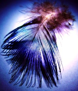 Feather Bird photo