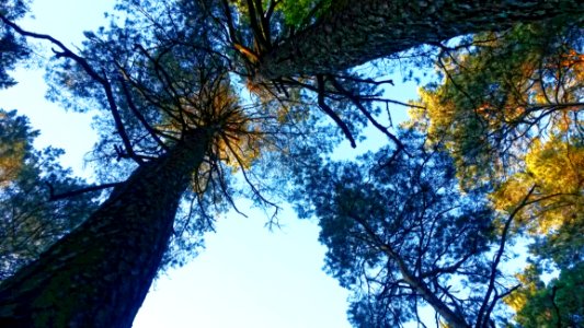 Blue Skies Through Tree Branches photo