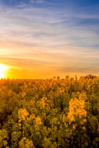 Field Of Flowers At Sunset