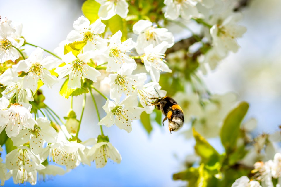 Bee Pollinating Cherry Blossom photo