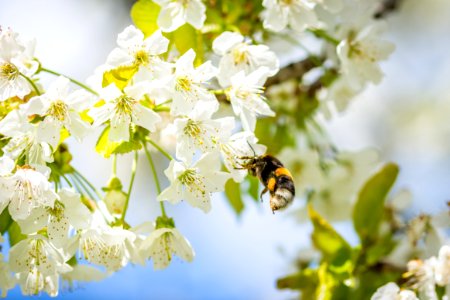 Bee Pollinating Cherry Blossom
