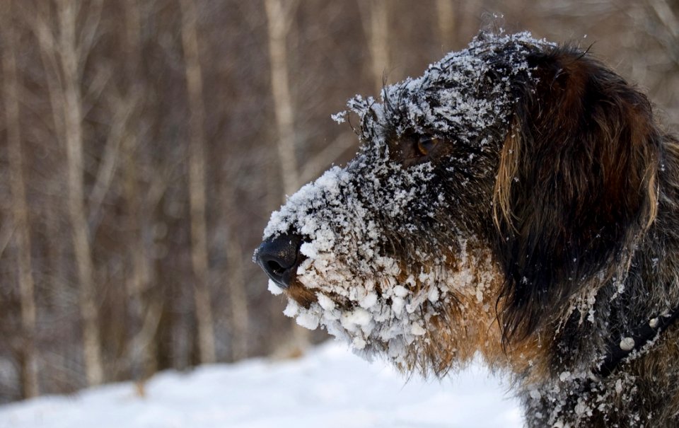 Dog With Snow On Face