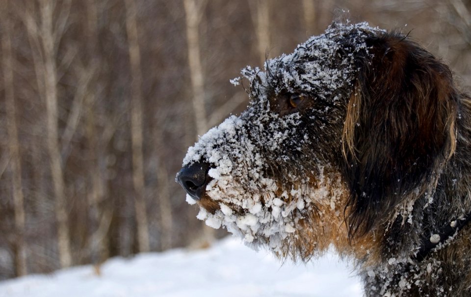 Dog With Snow On Face photo