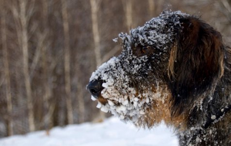 Dog With Snow On Face photo