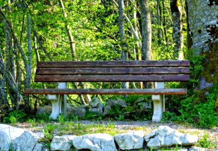 Bench In Park
