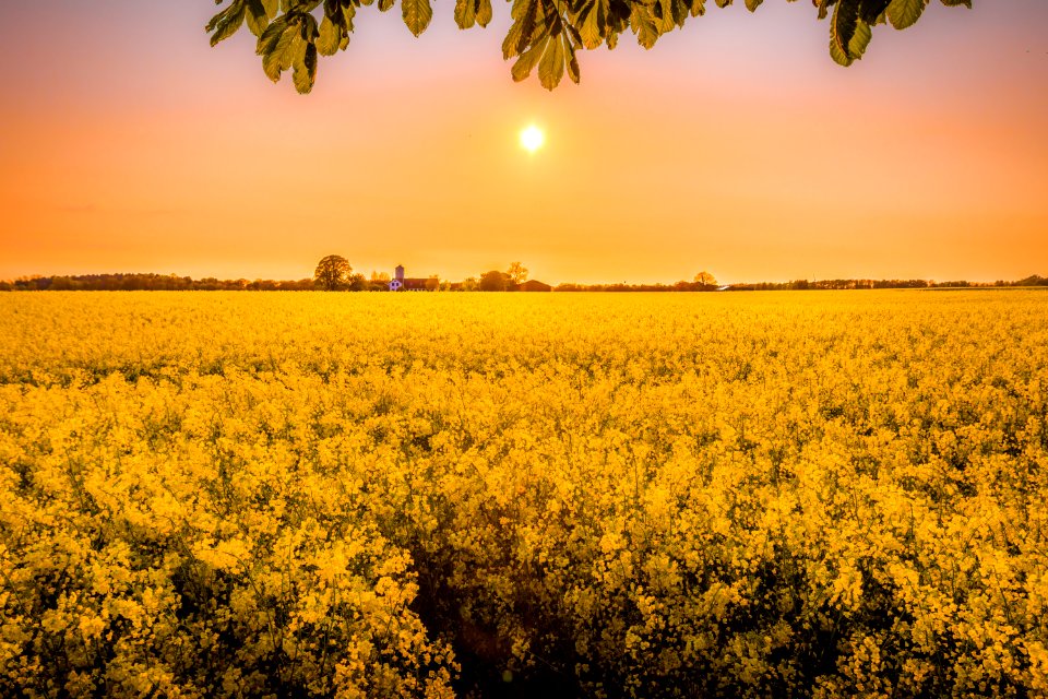 Colza Field