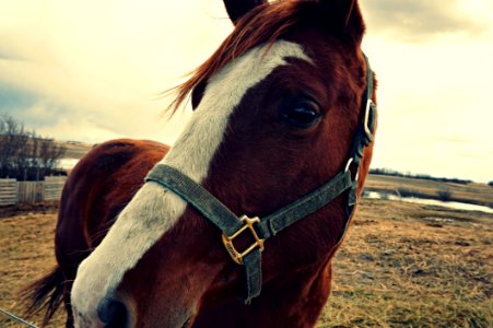 Horse Face photo