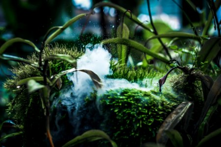 Moss And Plants