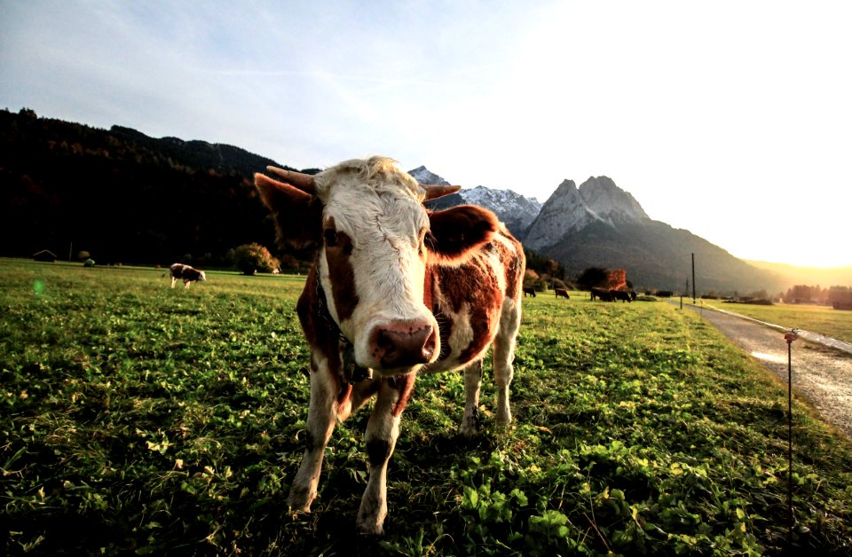 Cow On Pasture photo