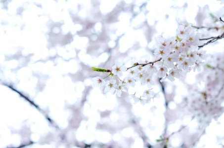 Blossoming Fruit Tree