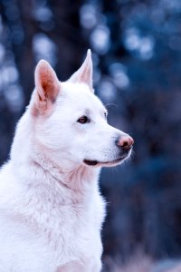 White Dog photo